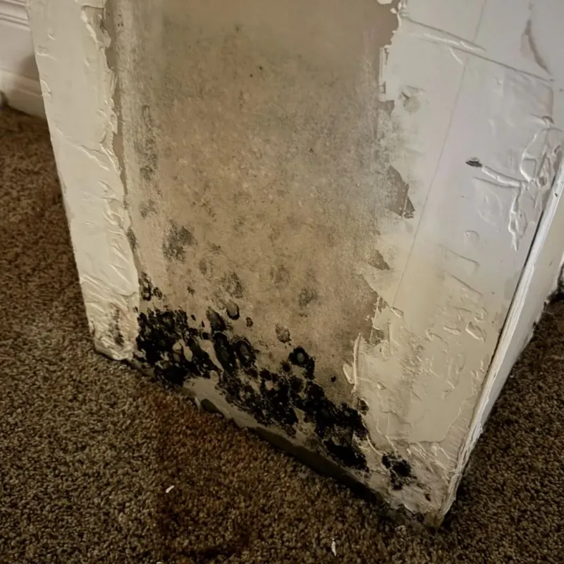 Professional Mold Removal in Harrington Park, NJ